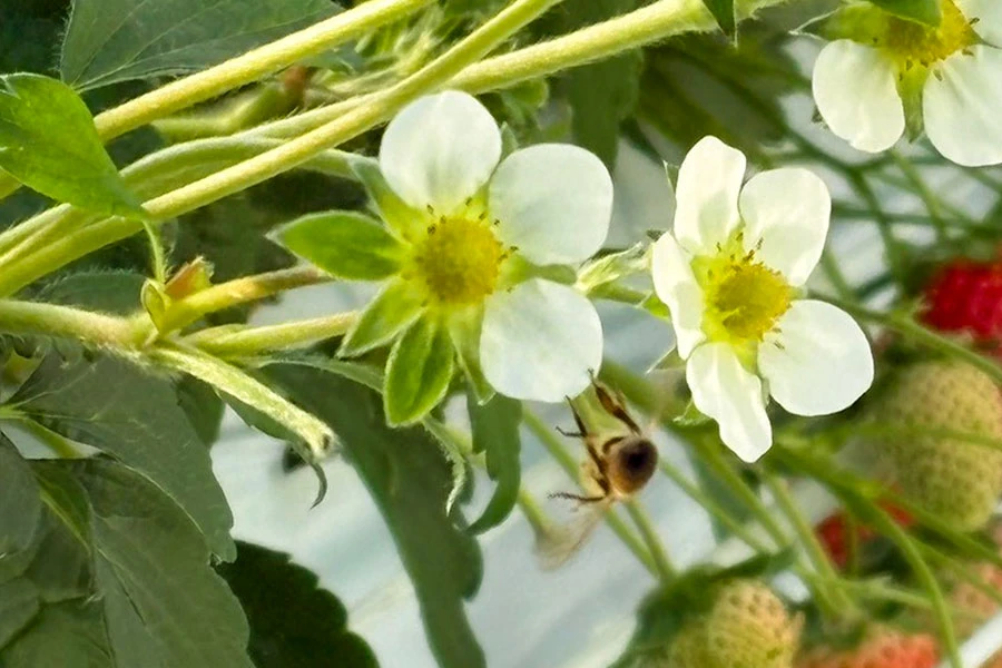 白いいちごの花と受粉を助けるミツバチ
