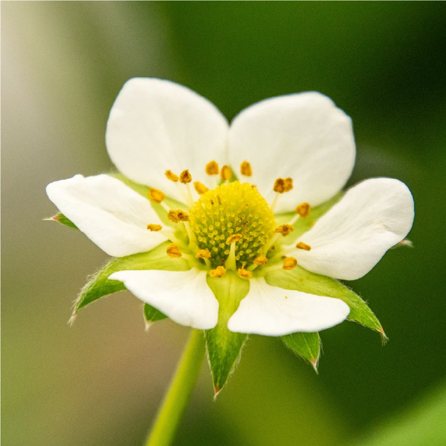 いちごの花
