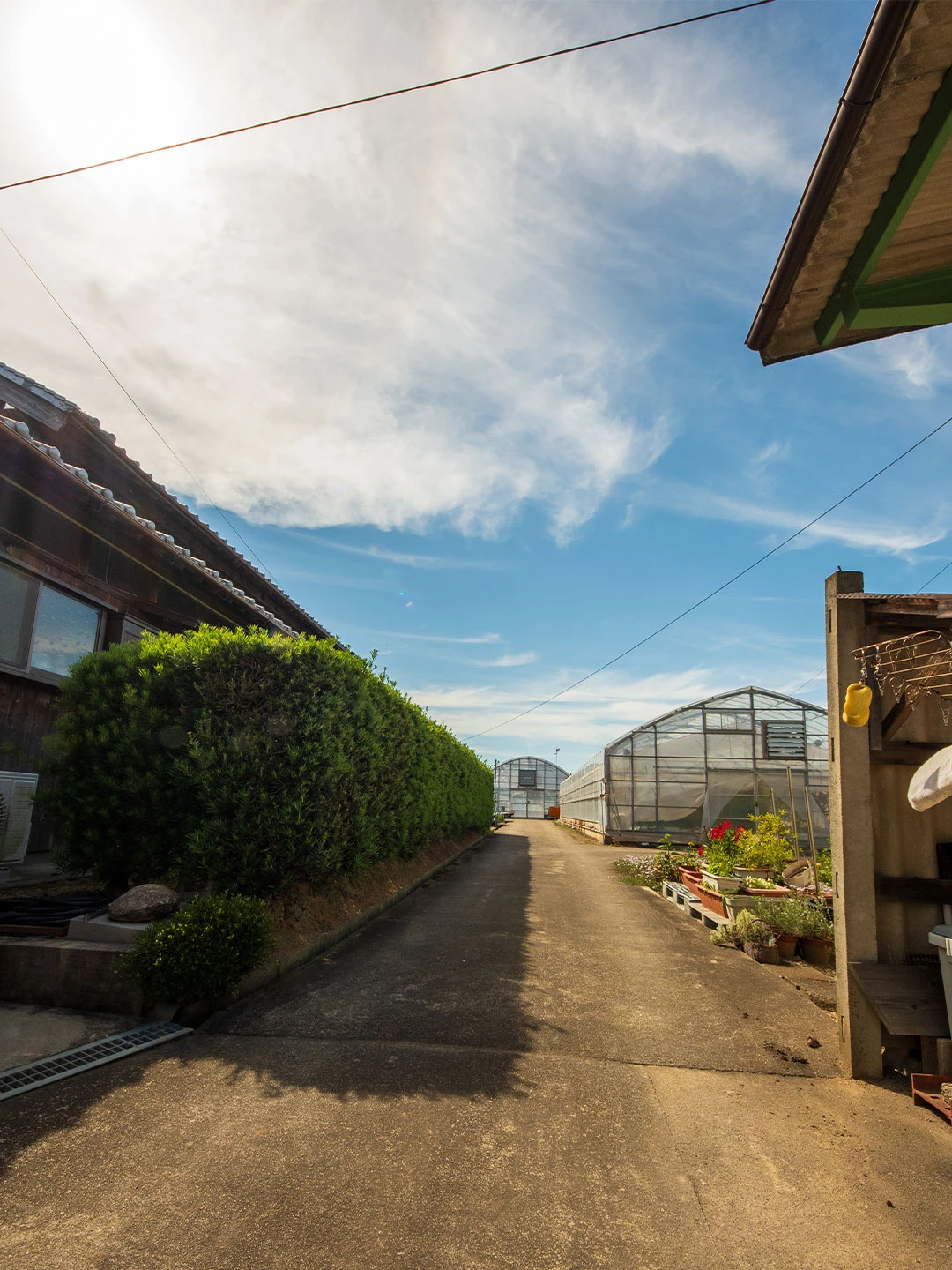 ISHIYAMA FARMのお受け取り場所へ続く農園の風景