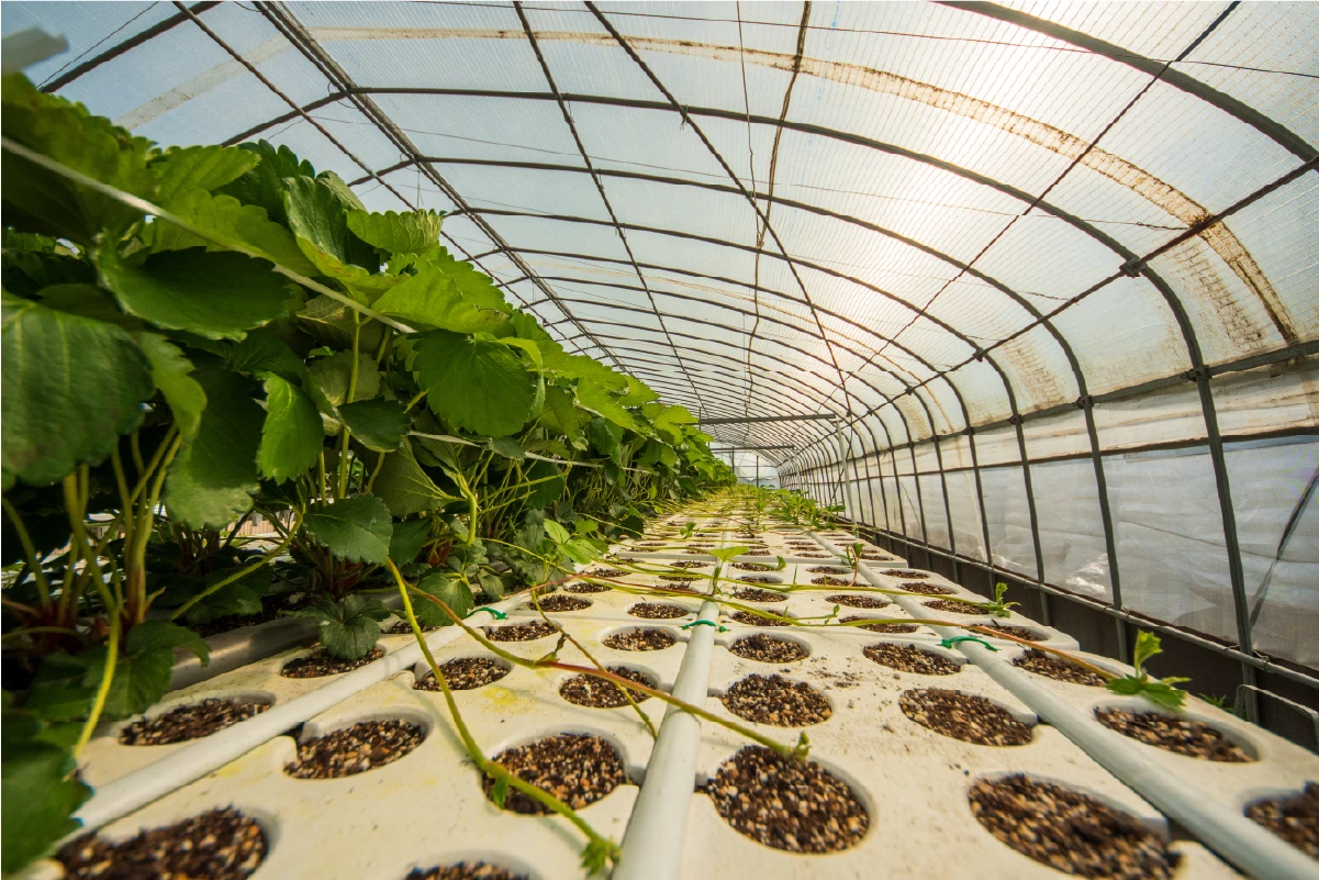 春から夏のISHIYAMA FARM