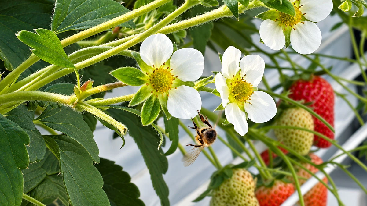 ハウスで育ついちご苗