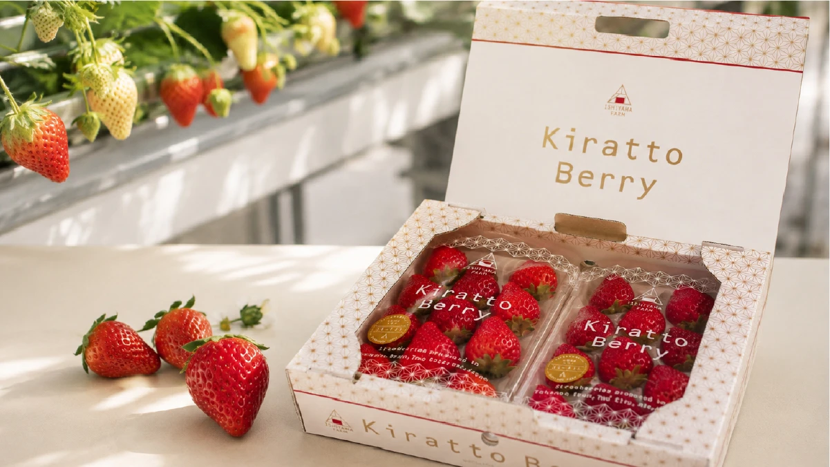 美しく整えられたKiratto Berryのいちご