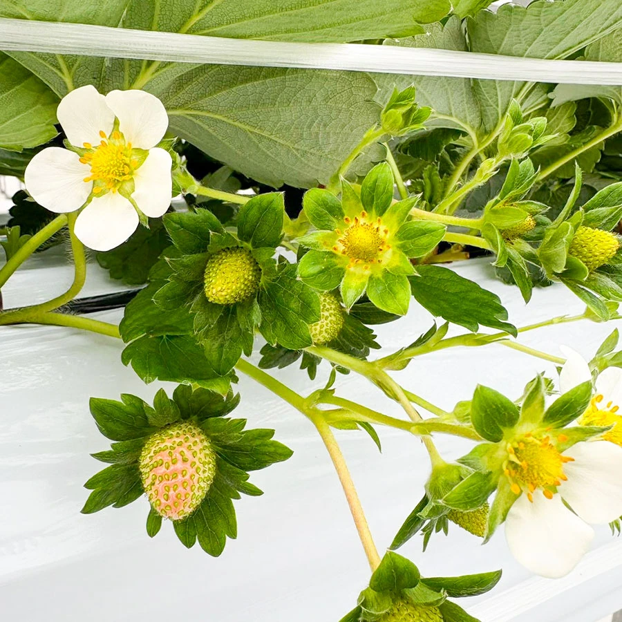 いちごの花を観察する様子